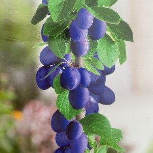 Stĺpovitá slivka (Prunus domestica) ´IMPERIAL´ - neskorá - výška 170-190 cm, voľnokorenná